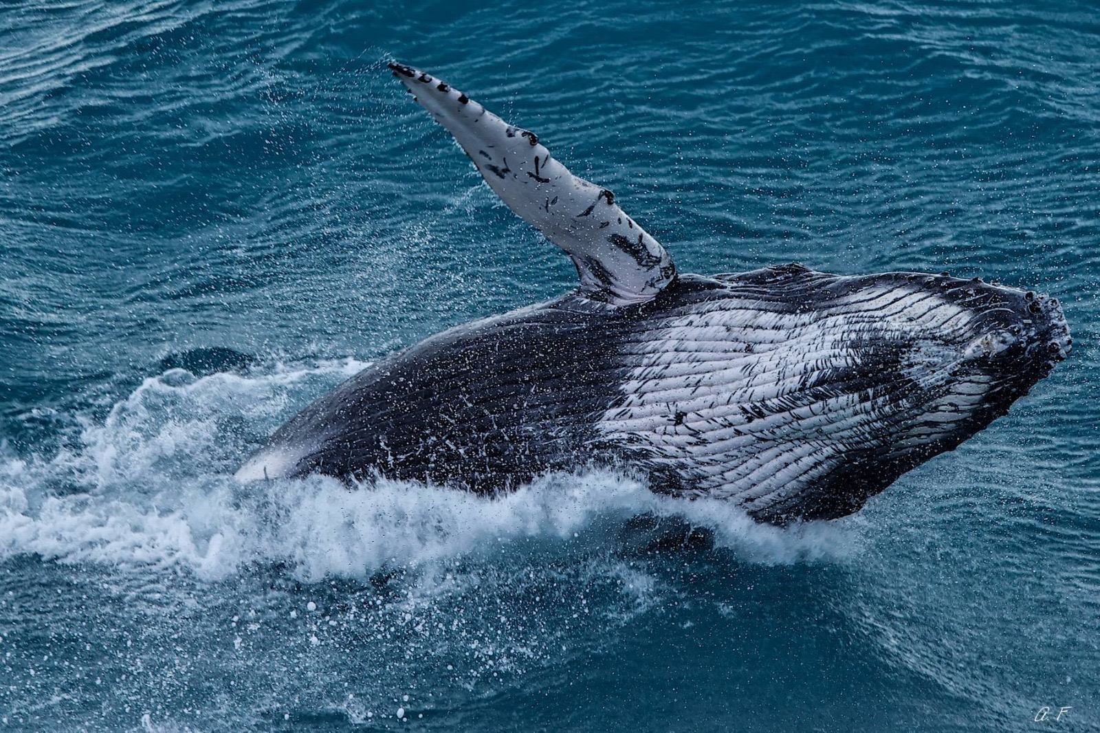 Protection et restauration de l'océan